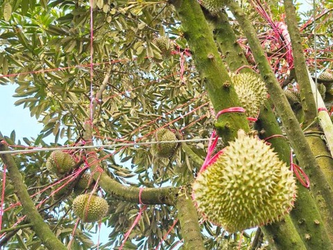 เชือกโยงต้นทุเรียนเกรดA ราคาขายส่ง